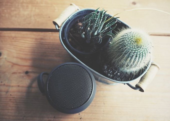 Głośnik Bluetooth Sony obok kaktusa